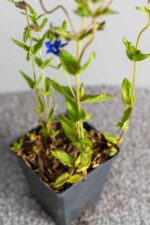 Veronica austriaca 'Knallblau' - Afbeelding 2
