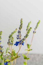 Veronica austriaca 'Knallblau' - Afbeelding 4