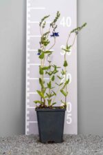 Veronica austriaca 'Knallblau'
