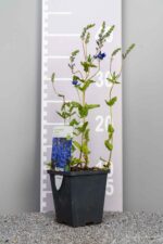 Veronica austriaca 'Knallblau' - Afbeelding 3