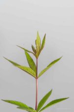 Veronicastrum virginicum 'Fascination' - Afbeelding 2