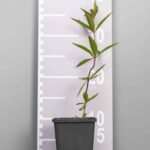 Veronicastrum virginicum 'Fascination'