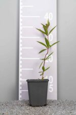 Veronicastrum virginicum 'Fascination'