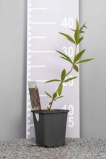 Veronicastrum virginicum 'Fascination' - Afbeelding 3