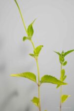 Heliopsis h. Summer Sun - Afbeelding 2