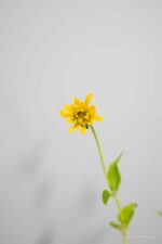 Heliopsis h. Summer Sun - Afbeelding 4