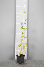 Heliopsis h. Summer Sun - Afbeelding 3