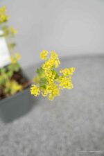 Alchemilla mollis - Afbeelding 4