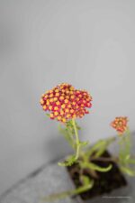 Achillea m. 'Paprika' - Afbeelding 3