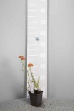 Achillea m. 'Paprika' - Afbeelding 2