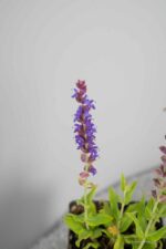 Salvia nemorosa 'Ostfriesland' - Afbeelding 4