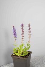 Salvia nemorosa 'Ostfriesland' - Afbeelding 2