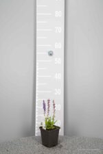 Salvia nemorosa 'Ostfriesland' - Afbeelding 3