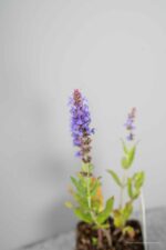 Salvia nemorosa 'Blauhügel' - Afbeelding 4