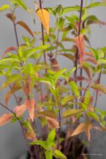 Monarda fistulosa - Afbeelding 2
