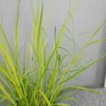 Molinia caerulea 'Heidebraut'