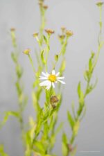 Kalimeris i. Alba - Afbeelding 2