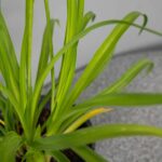 Hemerocallis 'Happy Returns'