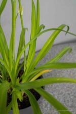 Hemerocallis 'Happy Returns'