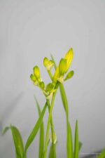 Hemerocallis 'Happy Returns' - Afbeelding 2