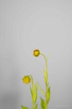 Helenium 'Moerheim Beauty' - Afbeelding 4
