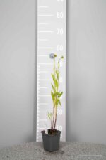 Helenium 'Moerheim Beauty' - Afbeelding 3