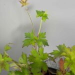 Geranium wlassovianum