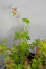 Geranium wlassovianum
