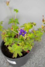 Geranium wlassovianum - Afbeelding 2
