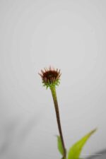 Echinacea purpurea 'Pica Bella' - Afbeelding 4