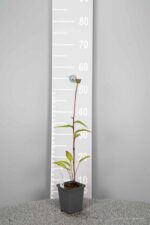 Echinacea purpurea 'Pica Bella' - Afbeelding 3