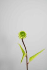 Echinacea purpurea 'Leuchtstern - Afbeelding 4