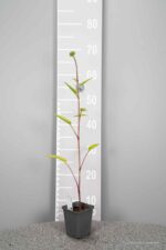 Echinacea purpurea 'Leuchtstern - Afbeelding 3