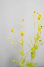 Coreopsis vert. 'Grandiflora' - Afbeelding 2