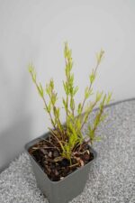Coreopsis vert. 'Moonbeam' - Afbeelding 2