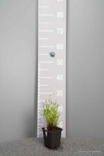 Coreopsis 'Creme Brulee' - Afbeelding 3