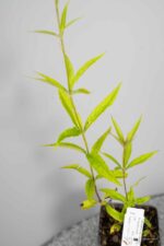 Veronicastrum virginicum 'Lavendelturm' - Afbeelding 2
