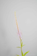 Veronicastrum virginicum 'Lavendelturm' - Afbeelding 4