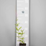 Veronicastrum virginicum 'Lavendelturm'