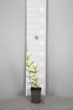 Veronicastrum virginicum 'Lavendelturm'