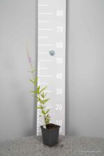 Veronicastrum virginicum 'Lavendelturm' - Afbeelding 3
