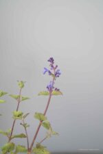 Nepeta Kit Cat - Afbeelding 2