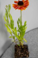Helenium Mardi Gras - Afbeelding 2