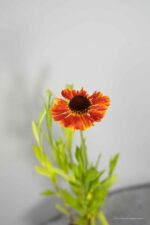 Helenium Mardi Gras - Afbeelding 4