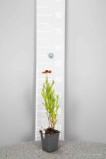 Helenium Mardi Gras - Afbeelding 3