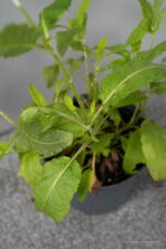 Salvia nemorosa 'Mainacht'