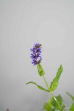 Salvia nemorosa 'Mainacht' - Afbeelding 2