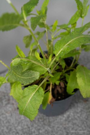 Salvia nemorosa 'Mainacht'