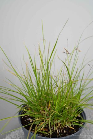 Pennisetum alo  'Little Bunny'