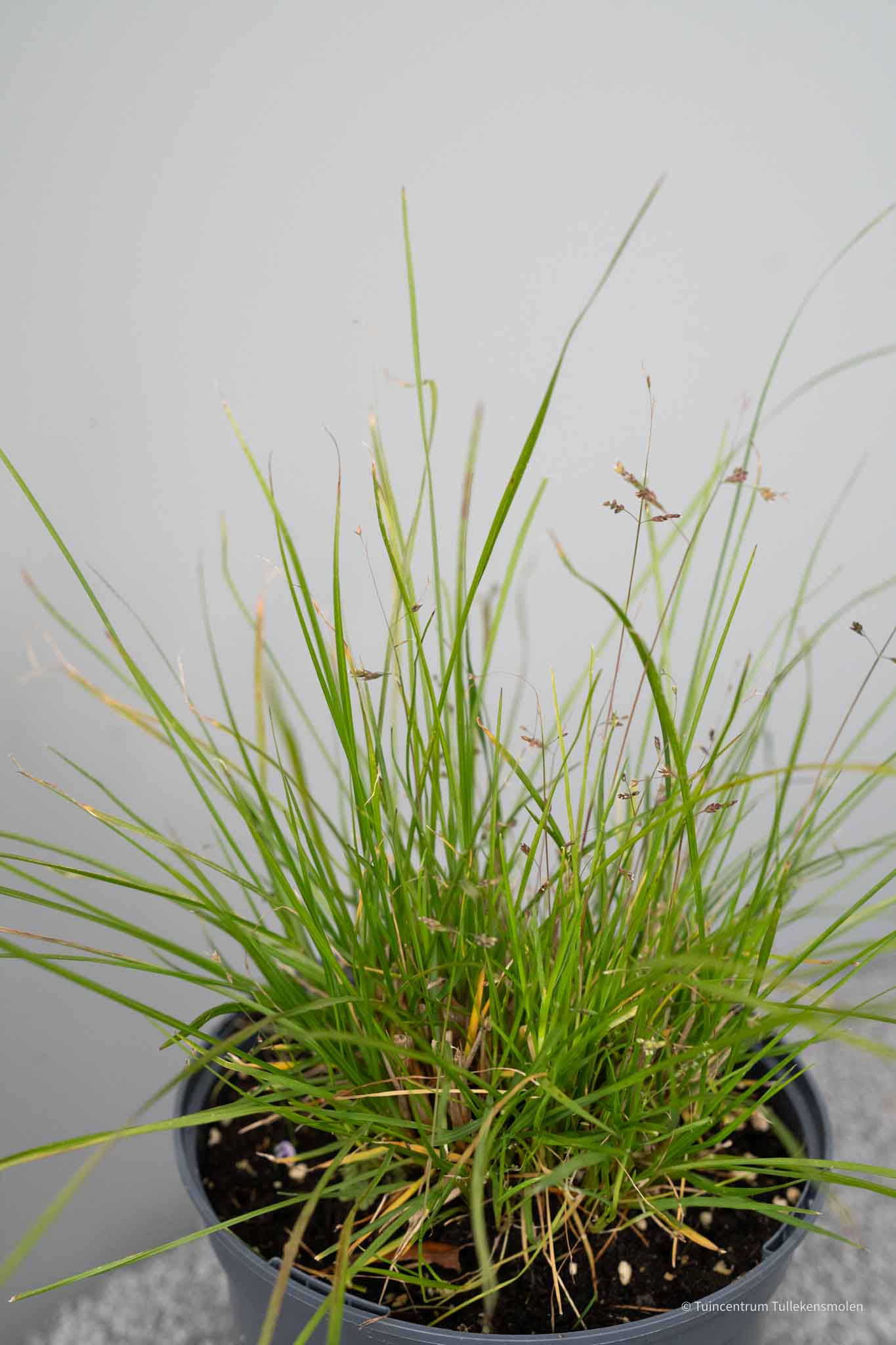 0002491-Pennisetum-a-Little Pennisetum alo 'Little Bunny' - Afbeelding 1